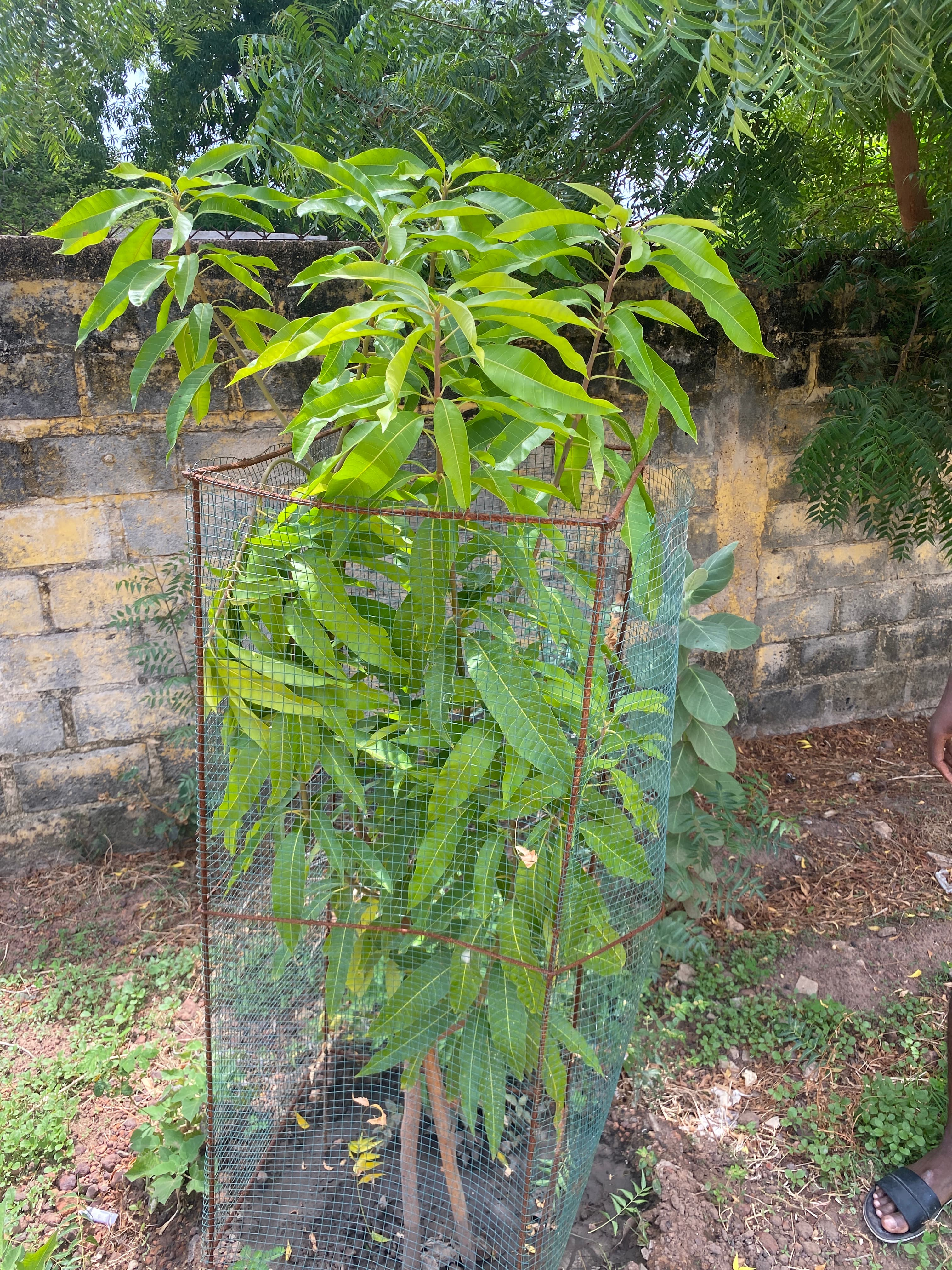 Arbre LK-0223 le jour de sa plantation