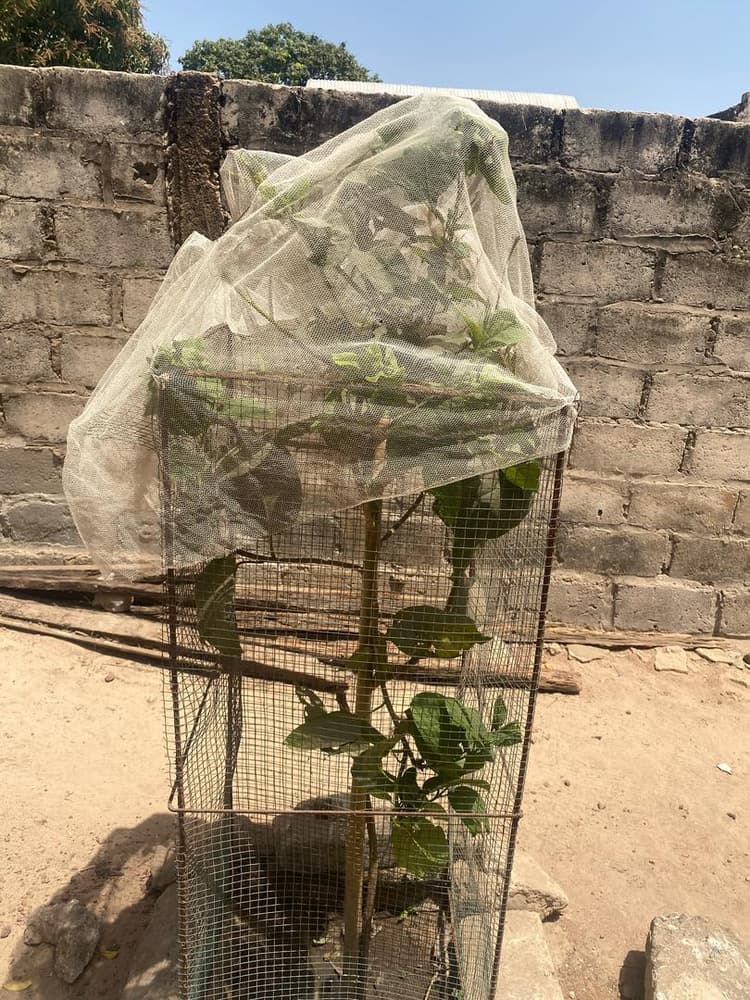 Photo prise le jour de la plantation