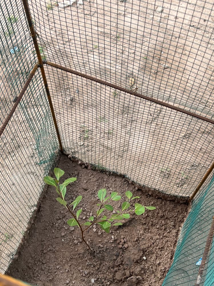 Photo prise le jour de la plantation