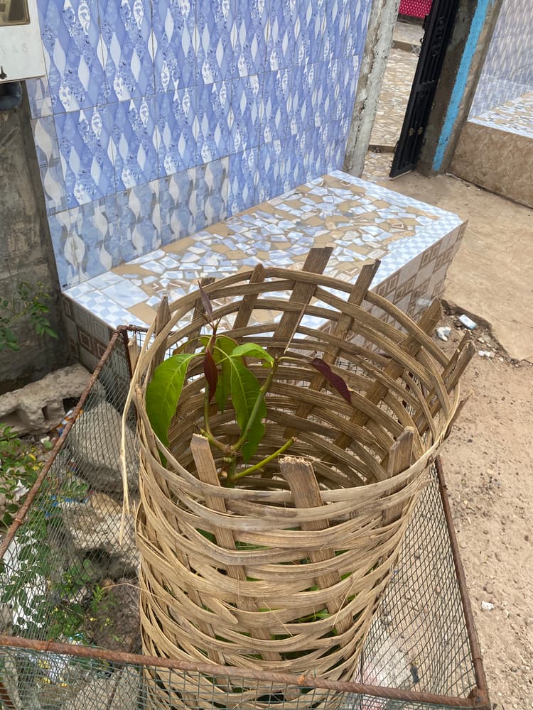 Photo prise le jour de la plantation