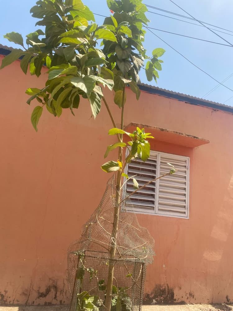 Photo prise le jour de la plantation