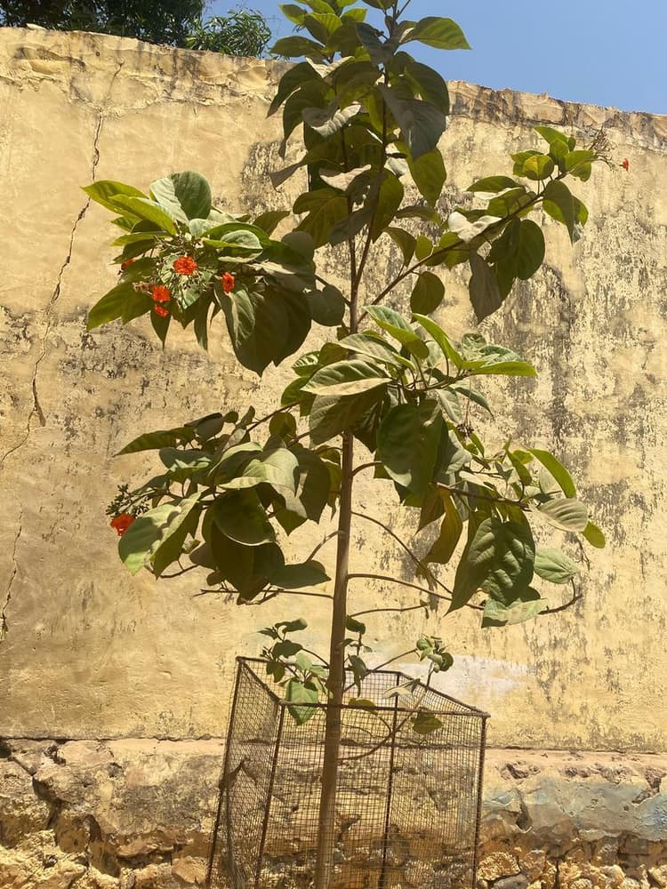 Photo prise le jour de la plantation
