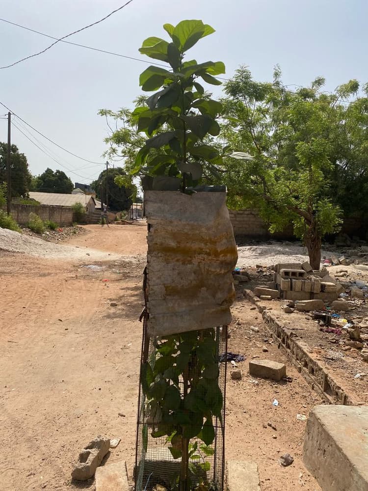 Photo prise le jour de la plantation