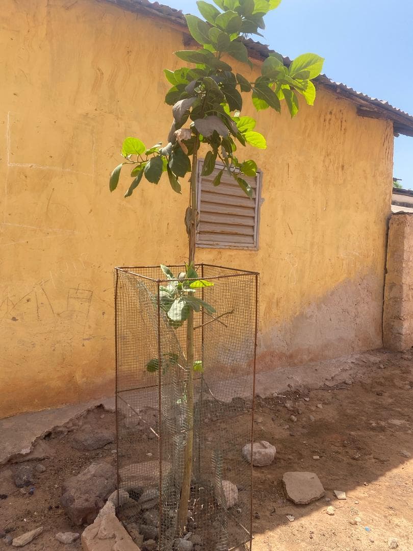 Arbre LK-0255 le jour de sa plantation