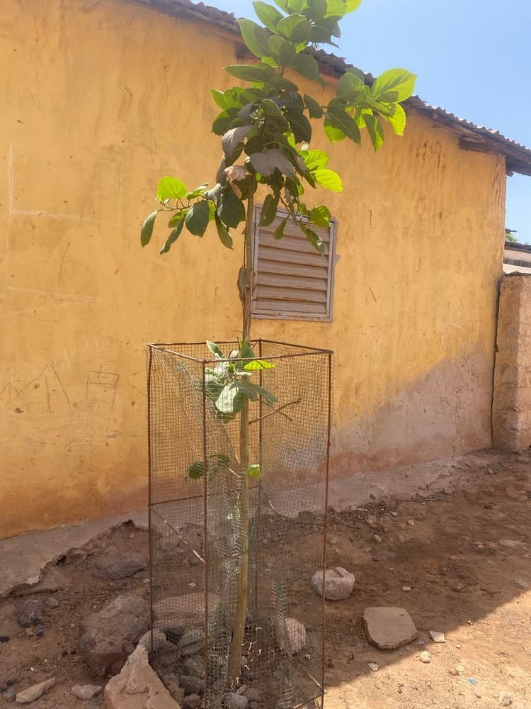 Photo prise le jour de la plantation