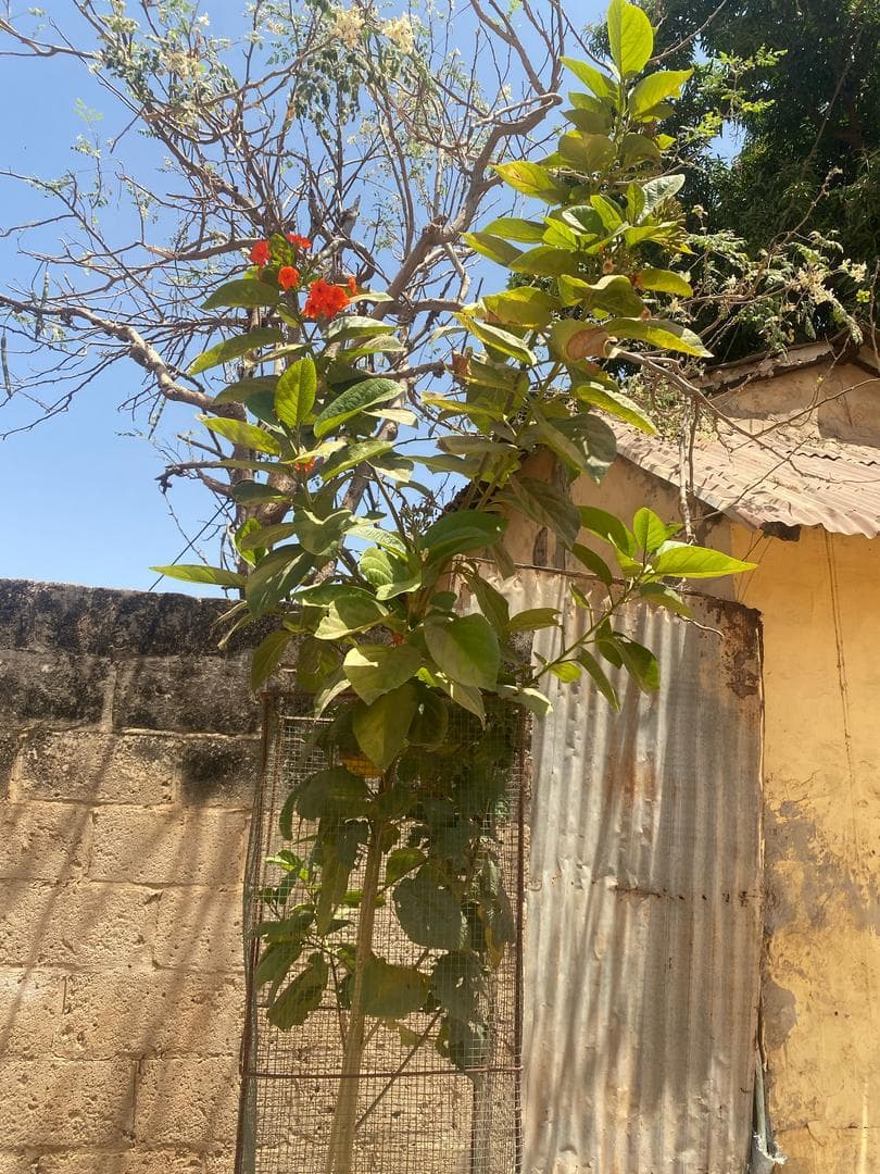 Arbre LK-0095 le jour de sa plantation