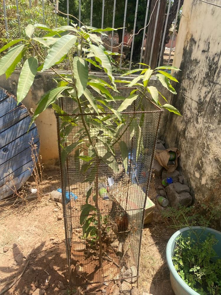 Photo prise le jour de la plantation