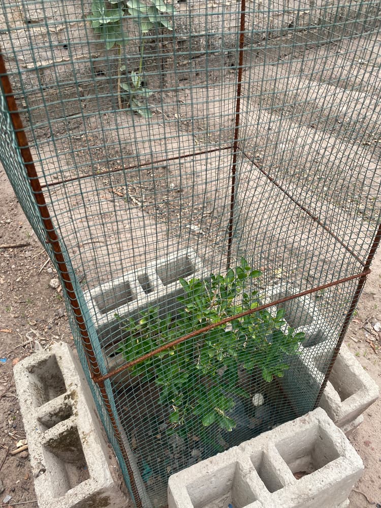Photo prise le jour de la plantation