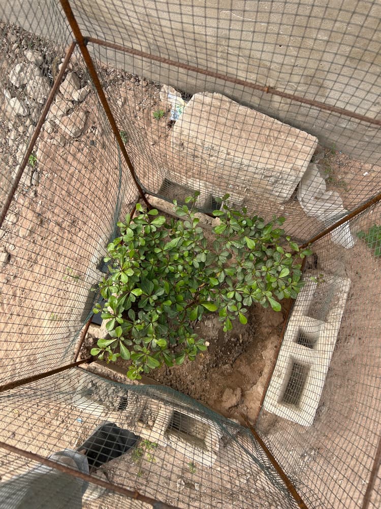 Photo prise le jour de la plantation