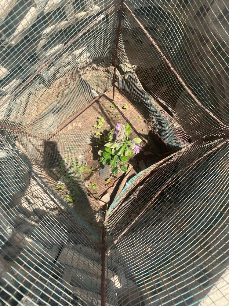 Photo prise le jour de la plantation