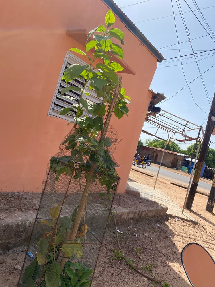 Photo prise le jour de la plantation