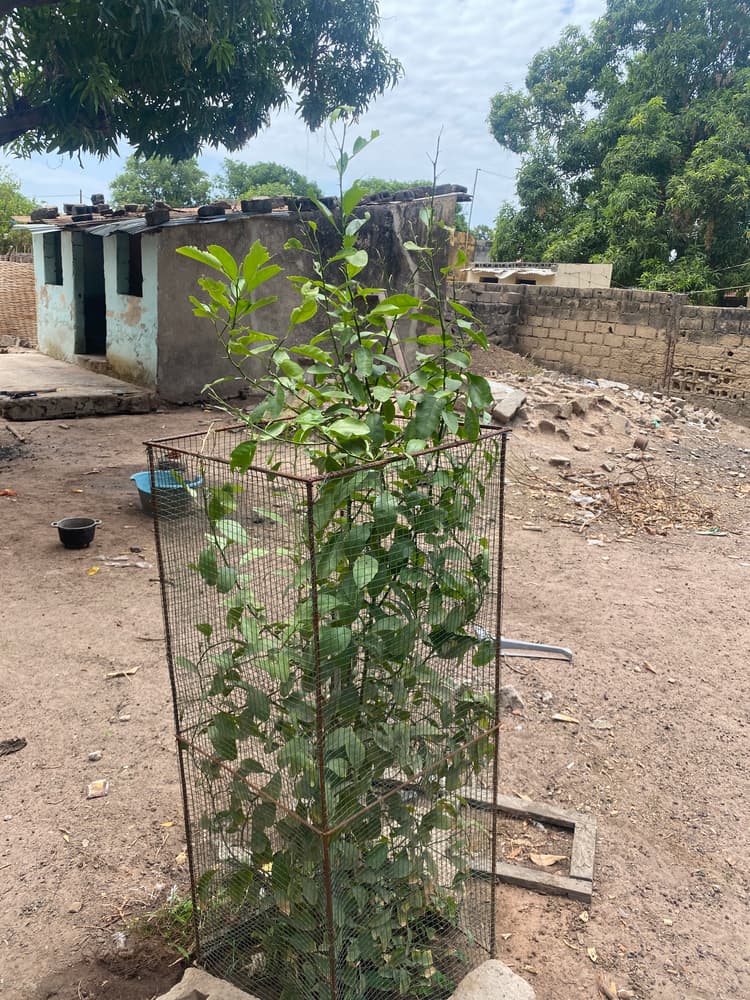 Photo prise le jour de la plantation