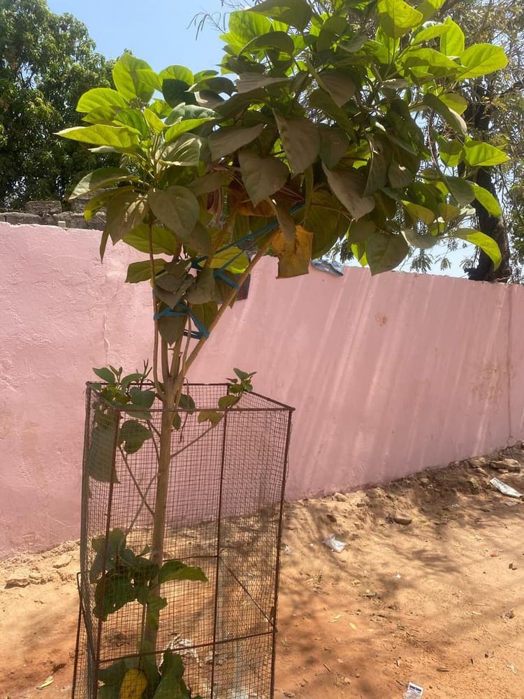 Photo prise le jour de la plantation