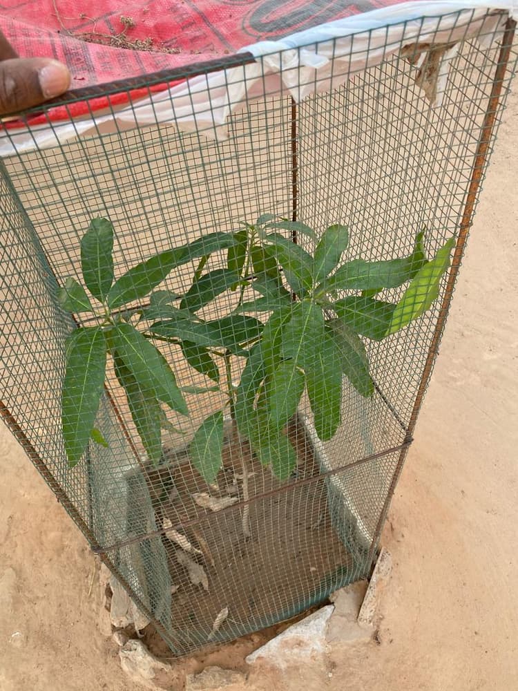 Photo prise le jour de la plantation