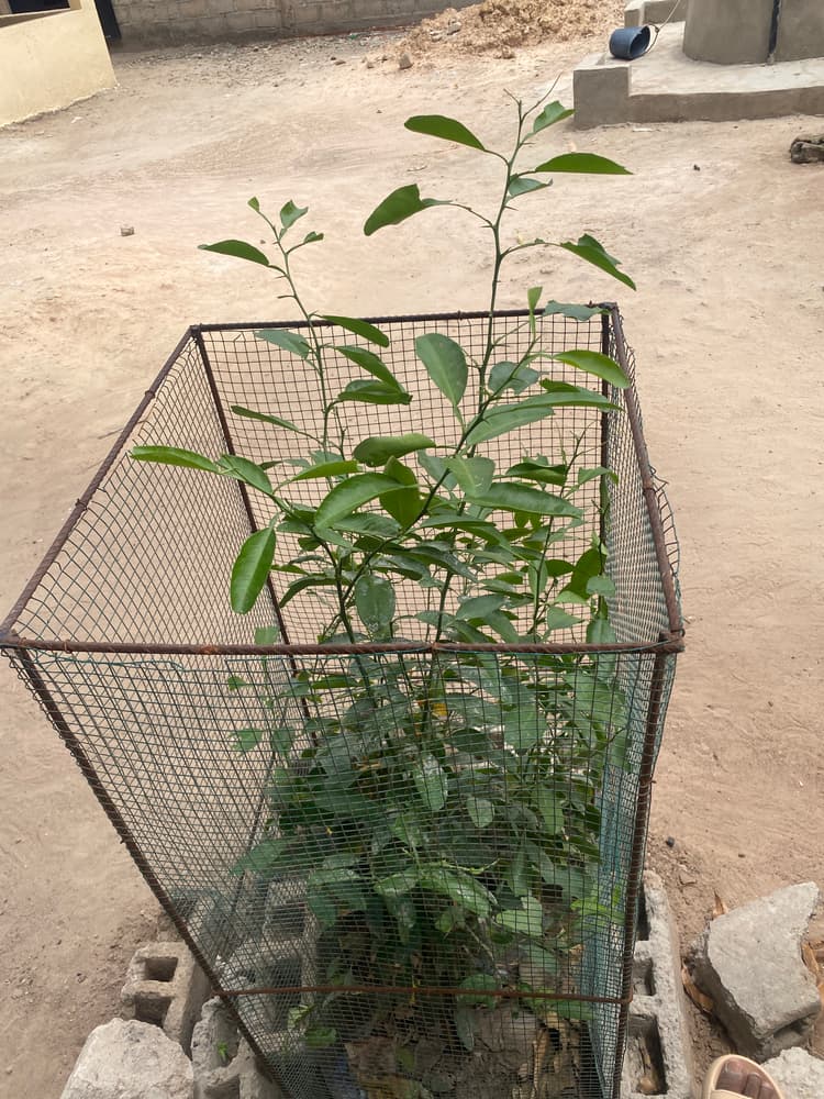 Photo prise le jour de la plantation