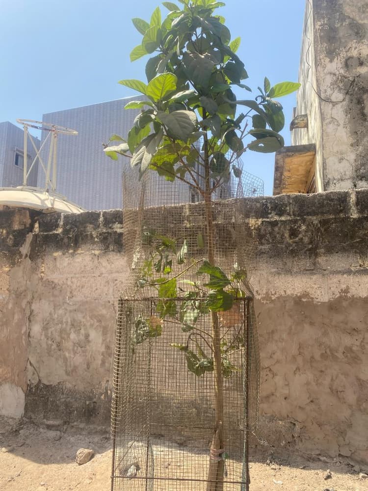 Photo prise le jour de la plantation