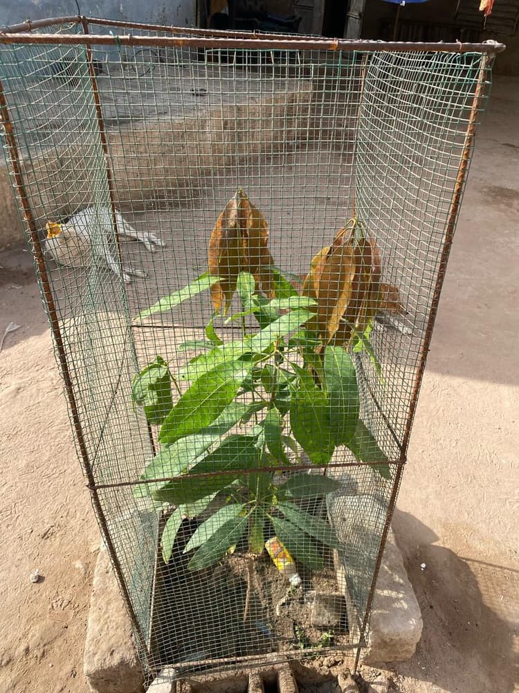 Photo prise le jour de la plantation