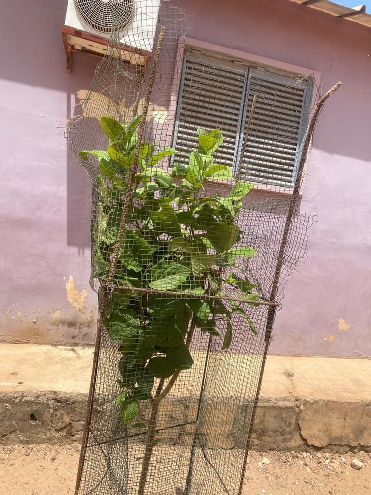 Photo prise le jour de la plantation