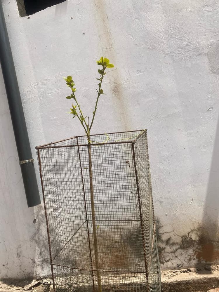 Photo prise le jour de la plantation