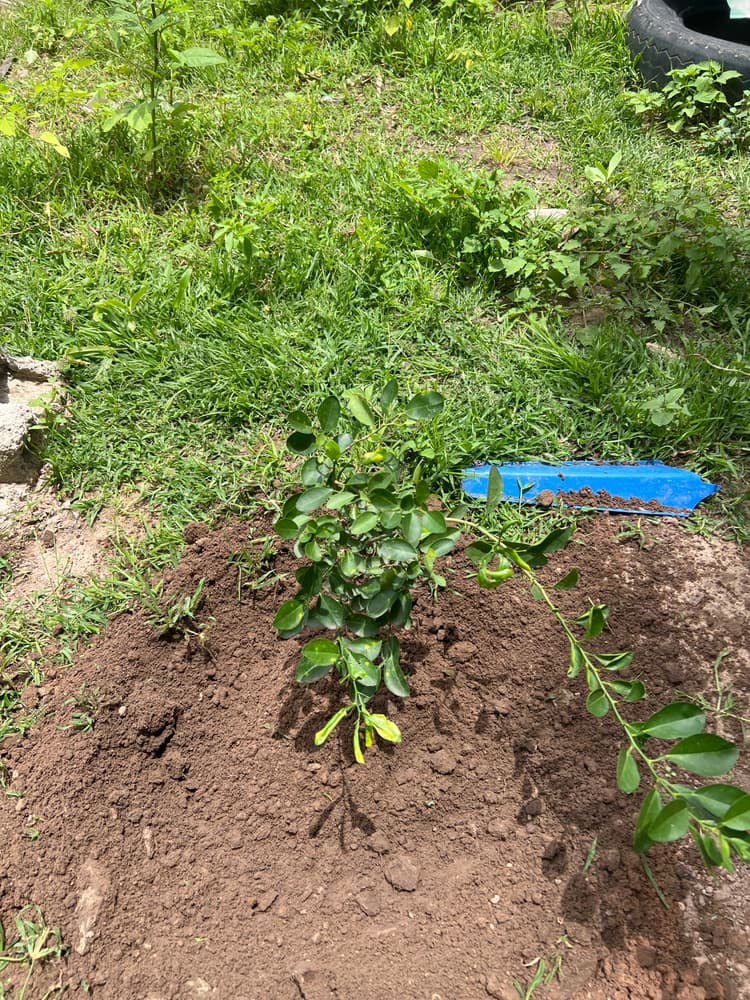 Photo prise le jour de la plantation