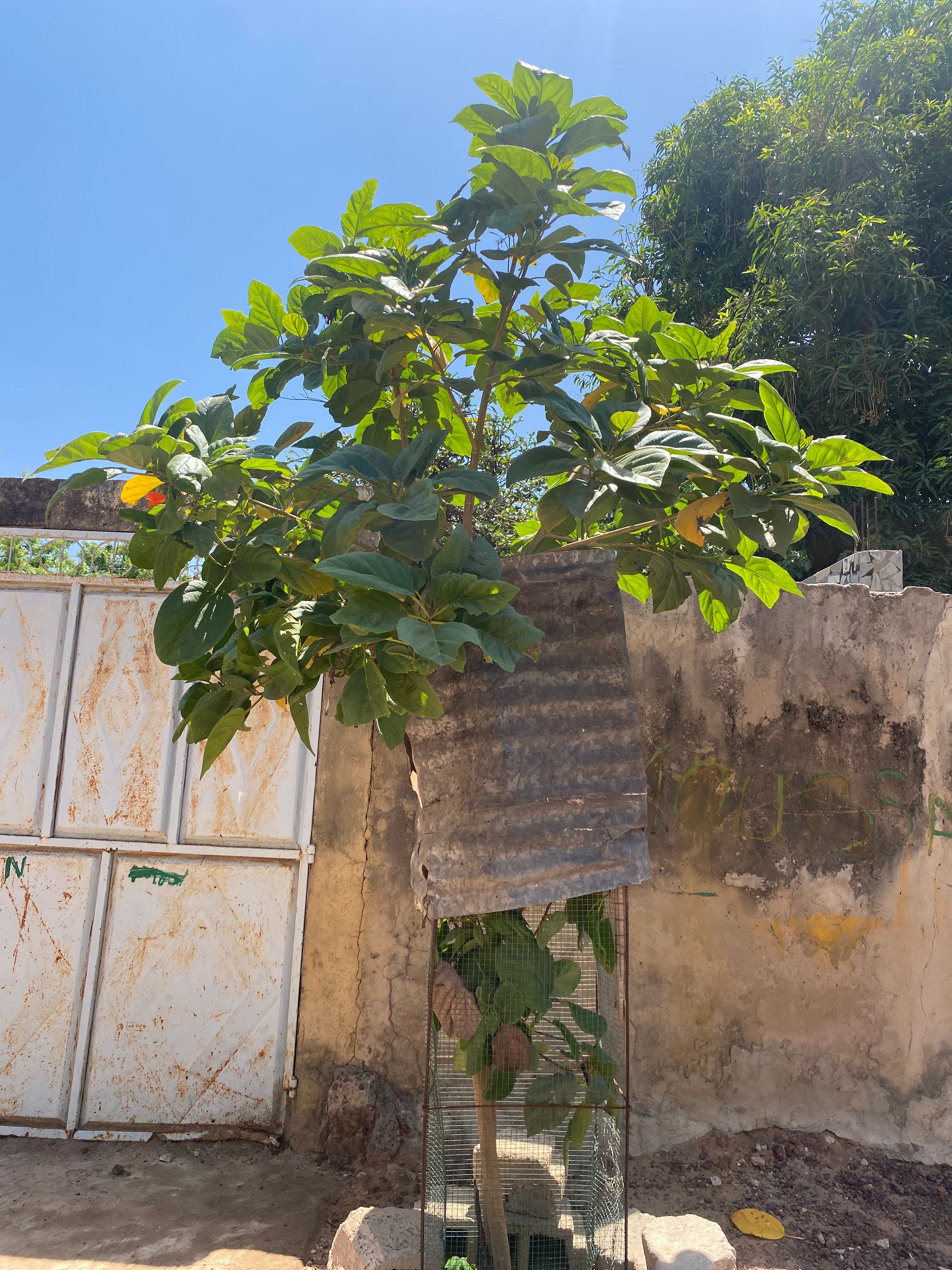 Arbre LK-0166 le jour de sa plantation