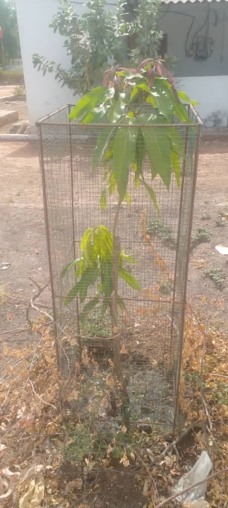 Photo prise le jour de la plantation