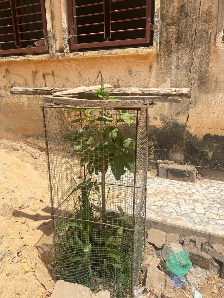Photo prise le jour de la plantation
