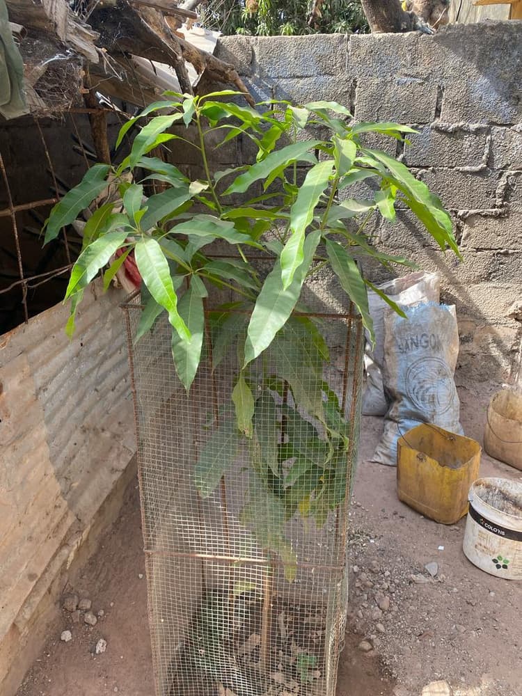 Photo prise le jour de la plantation