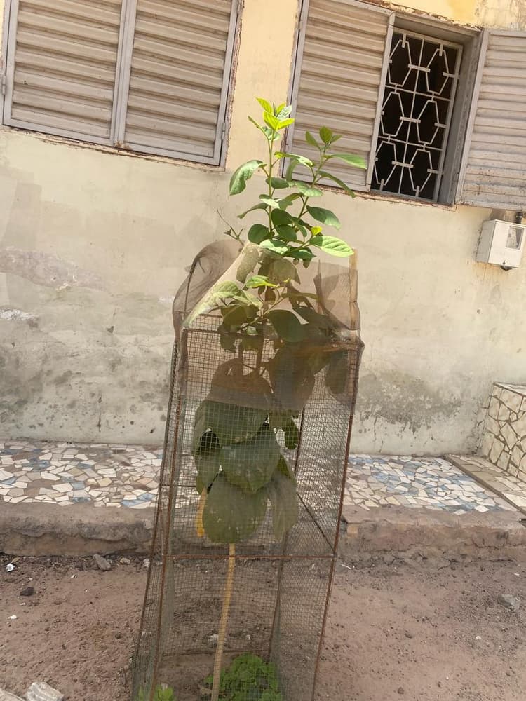 Photo prise le jour de la plantation