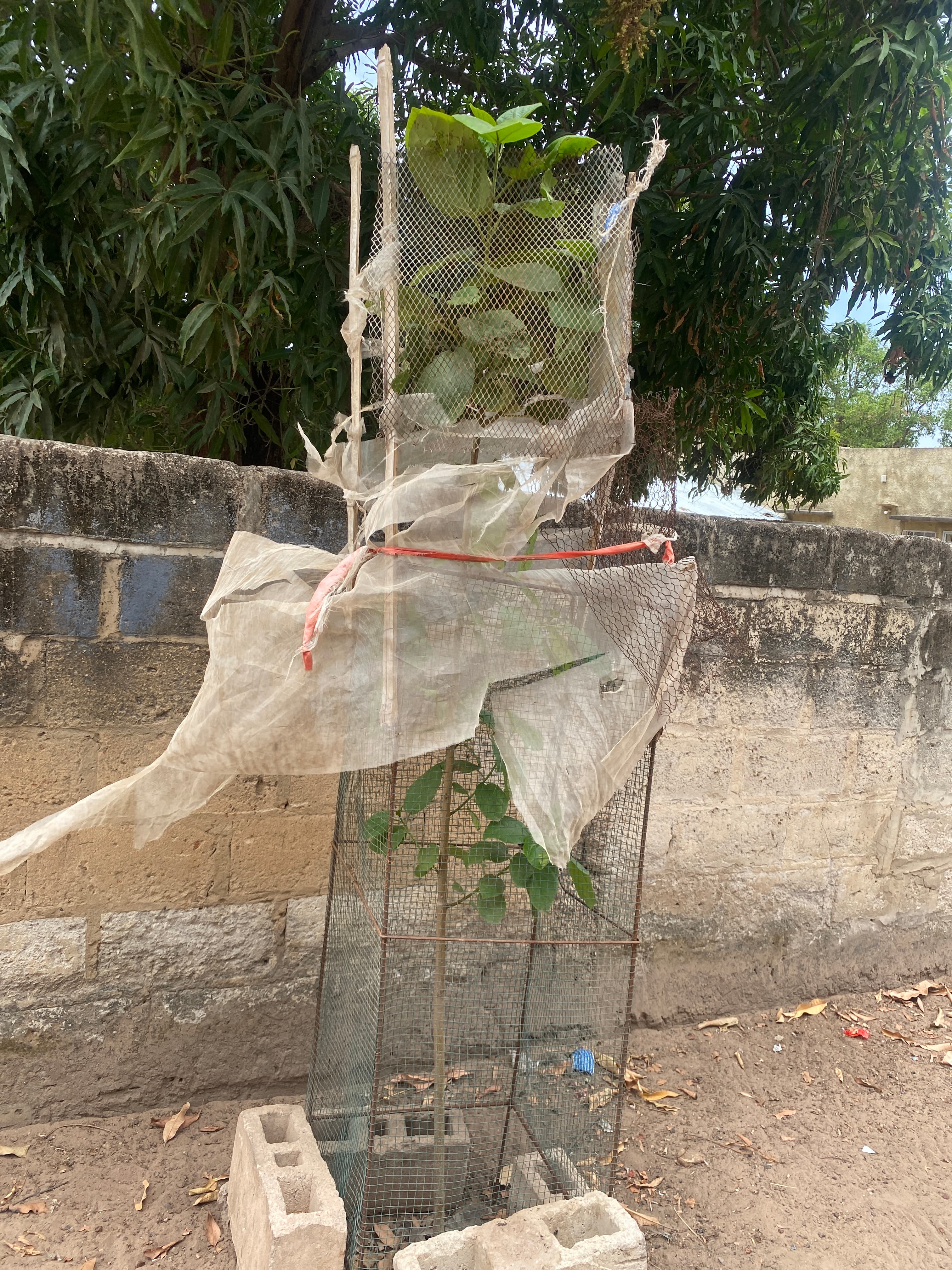 Arbre LK-0079 le jour de sa plantation
