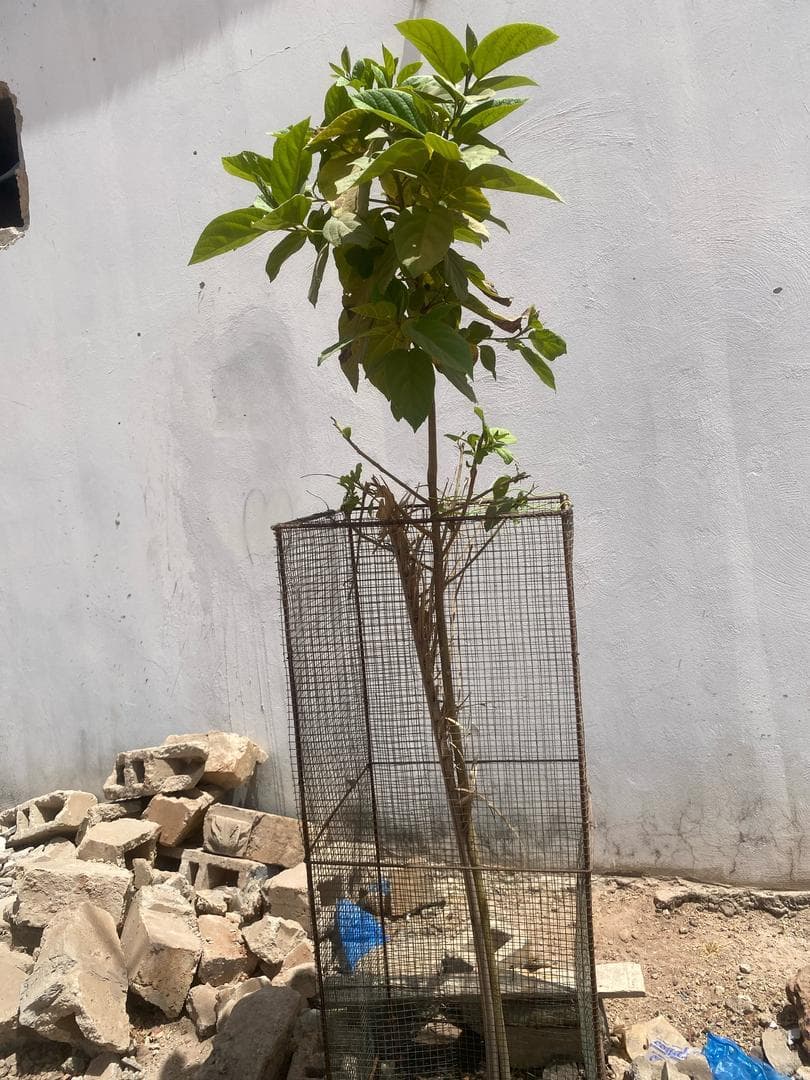 Arbre LK-0155 le jour de sa plantation