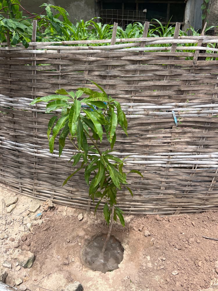 Photo prise le jour de la plantation