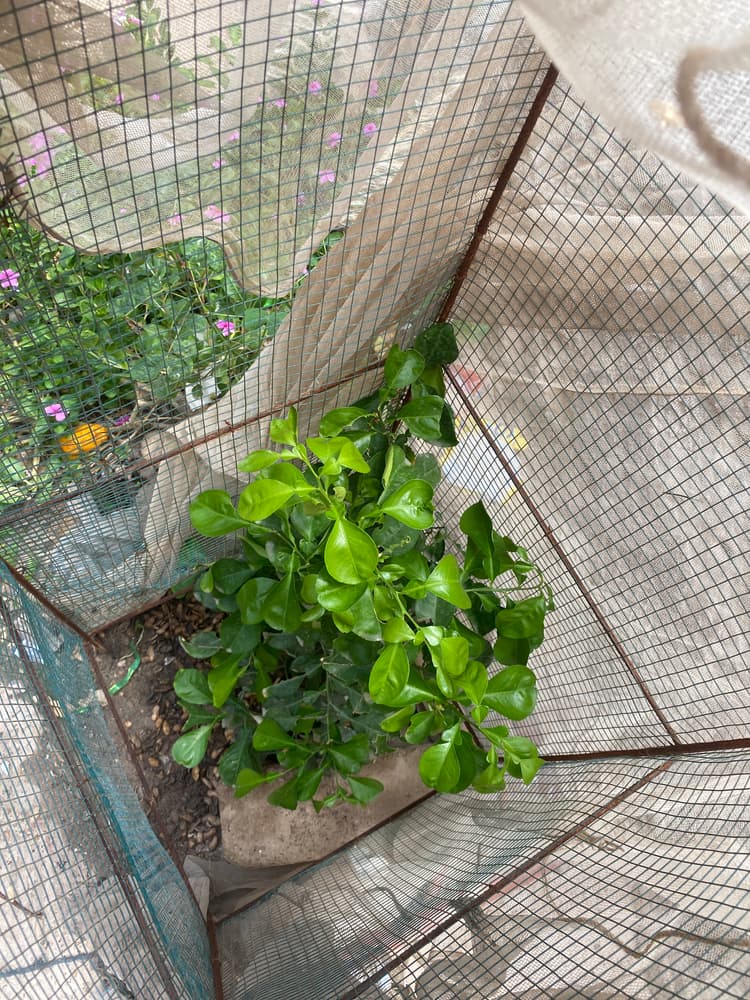 Photo prise le jour de la plantation