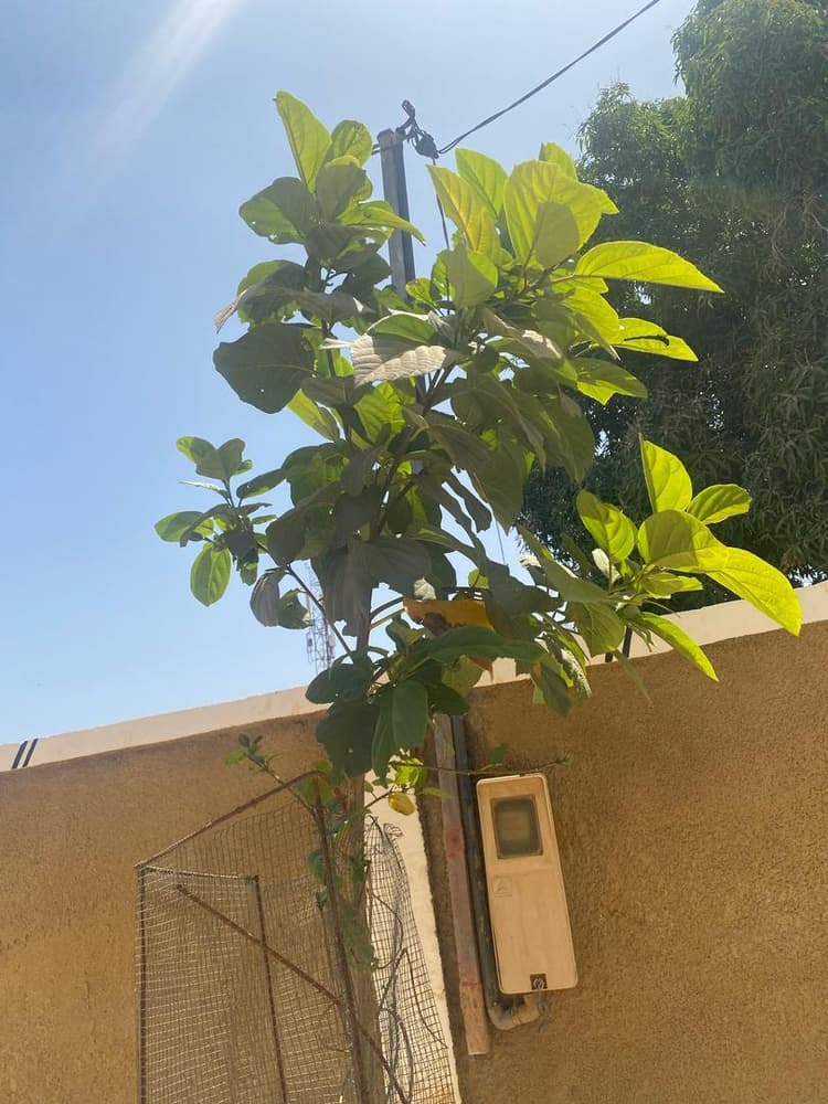 Photo prise le jour de la plantation