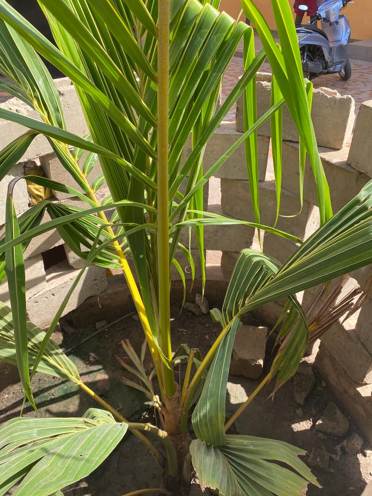 Photo prise le jour de la plantation